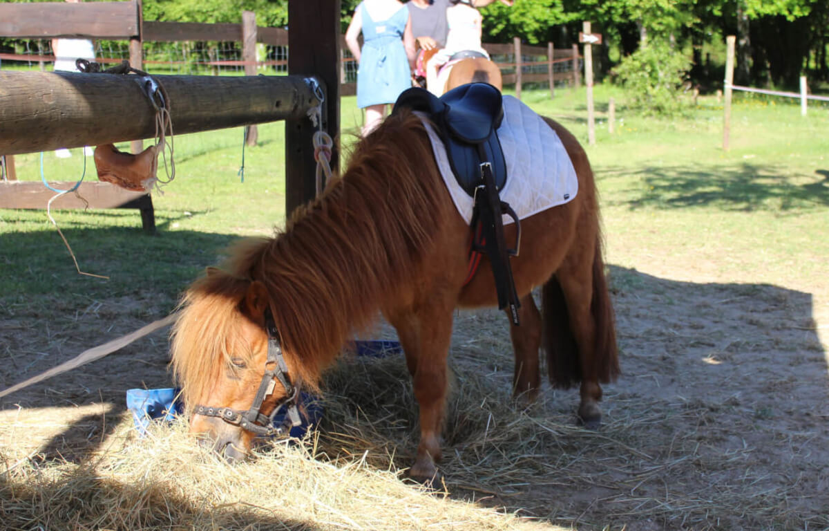 Indisponibilités de l’activité Poneys