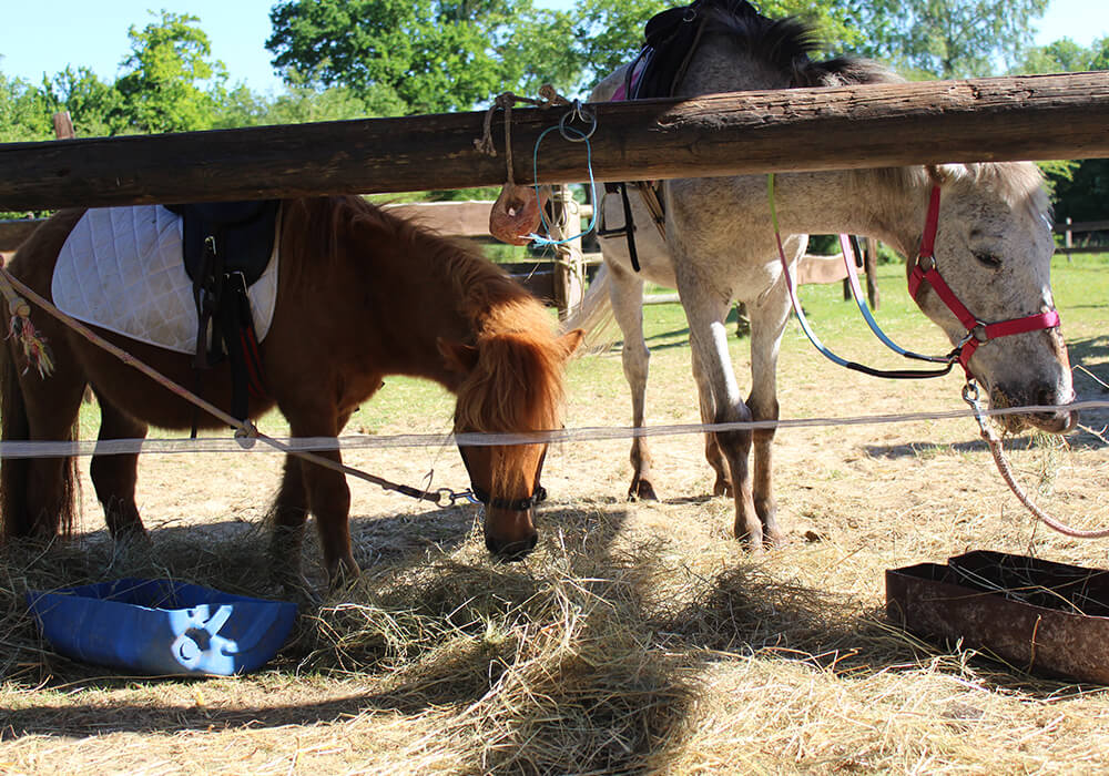 Les Poneys, Nouvelles Recrues !