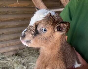 Heureuse naissance au Parc Herouval